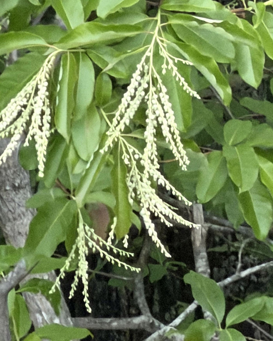 Sourwood blossoms
